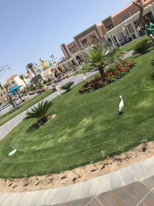 Gartenanlage Pickalbatros Aqua Park Resort - Hurghada