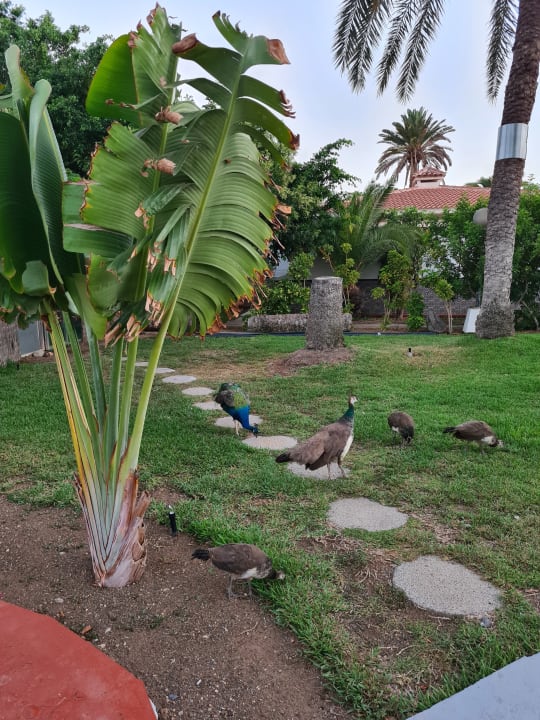 Gartenanlage HL Miraflor Suites Hotel