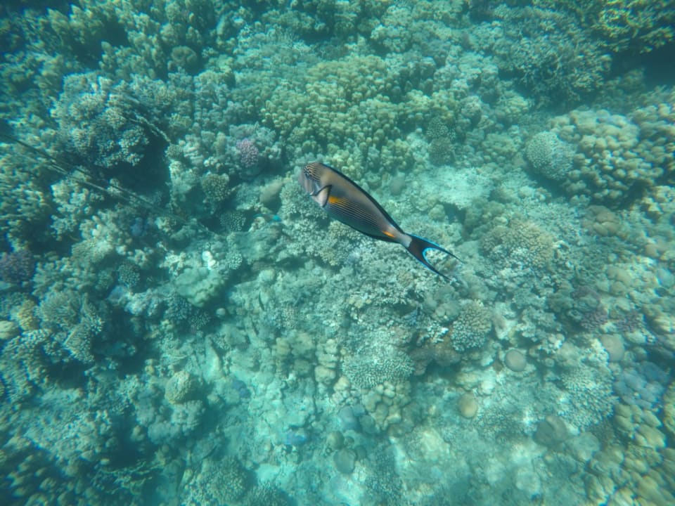 Strand Makadi Spa - Adults only