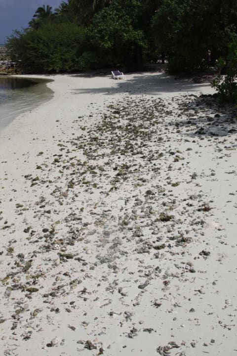 Auch hier kein Entspannen möglich Adaaran Select Hudhuran Fushi - Premium All Inclusive