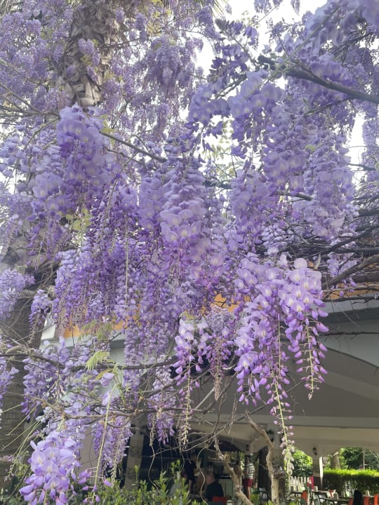 Gartenanlage Hane Family Resort