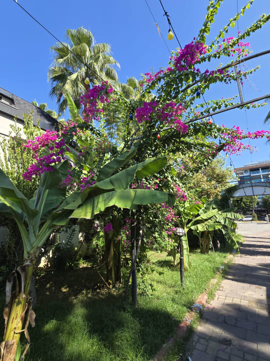 Gartenanlage Dizalya Palm Garden