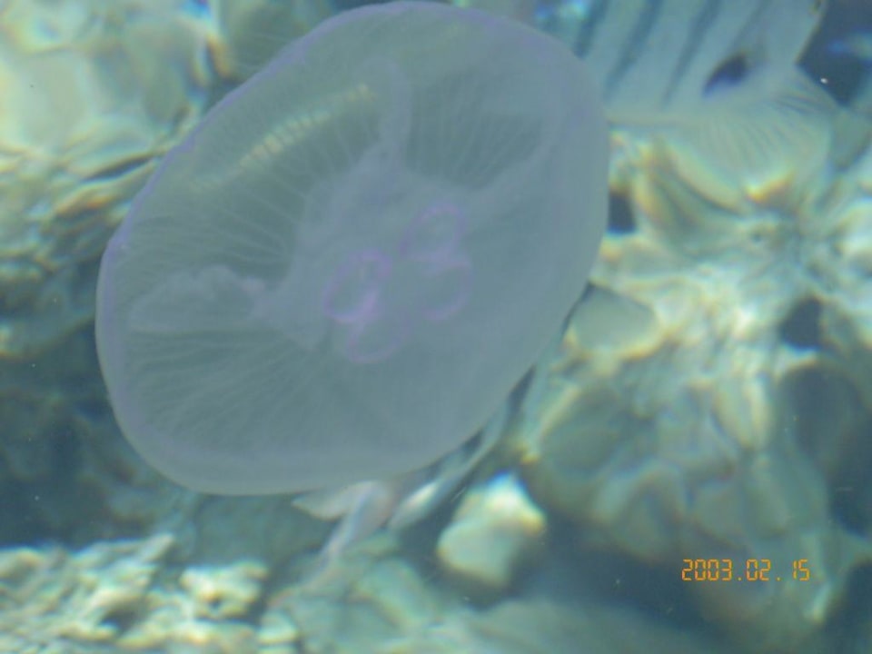 Rafa Sultan Gardens Resort