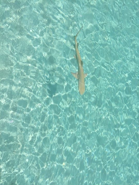 Strand Adaaran Select Meedhupparu Island Resort - Premium All Inclusive