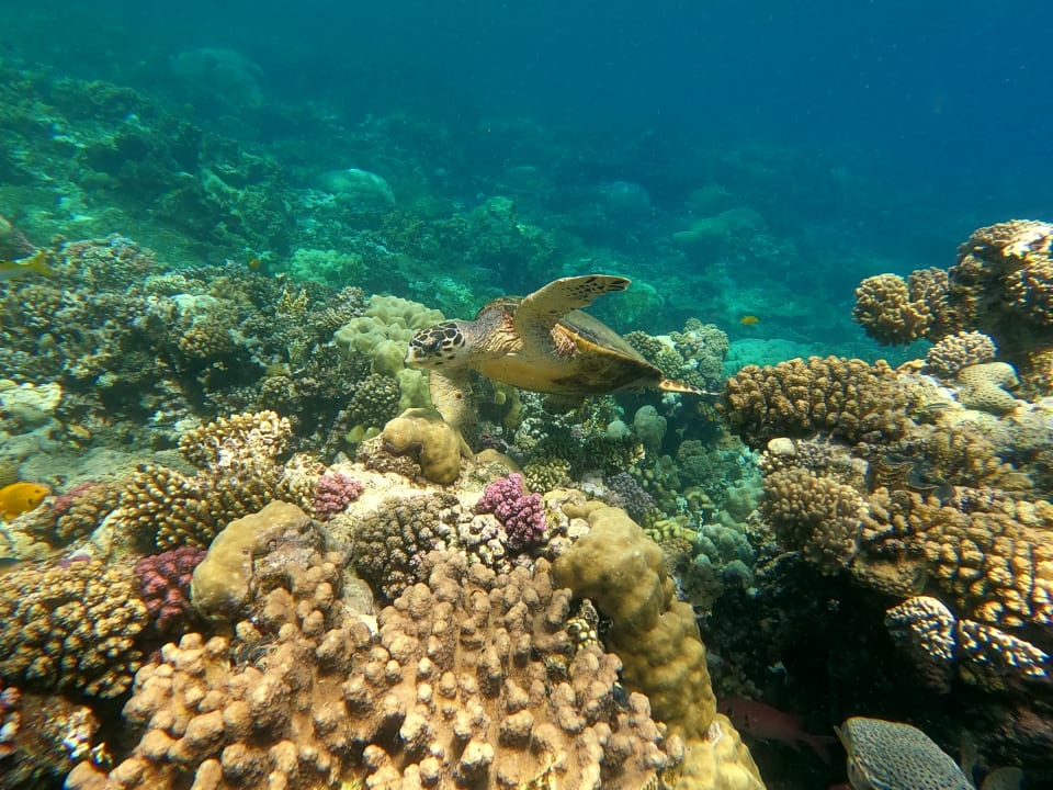 Strand Malikia Resort Abu Dabbab