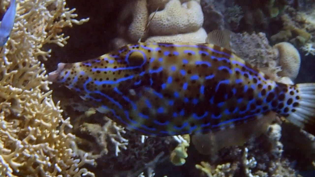 Sport & Freizeit Steigenberger Coraya Beach - Adults only