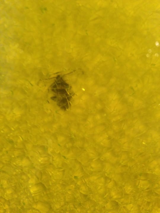 Die Mitbewohner im Bad Kivotos Mykonos