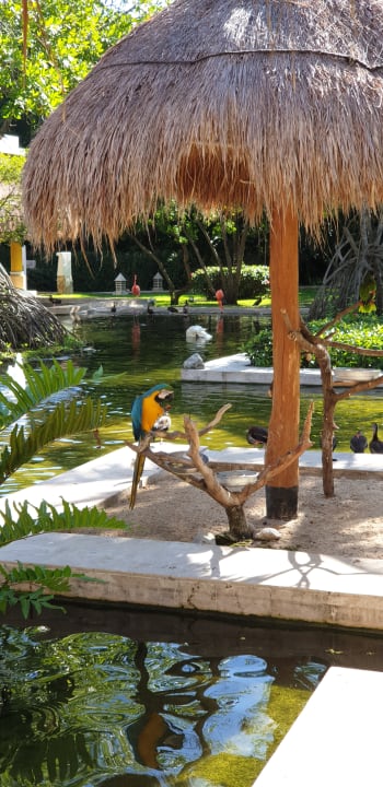 Garten Iberostar Waves Paraiso del Mar