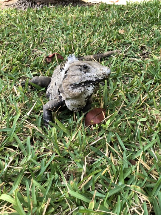 Gartenanlage Akumal Bay Beach & Wellness Resort