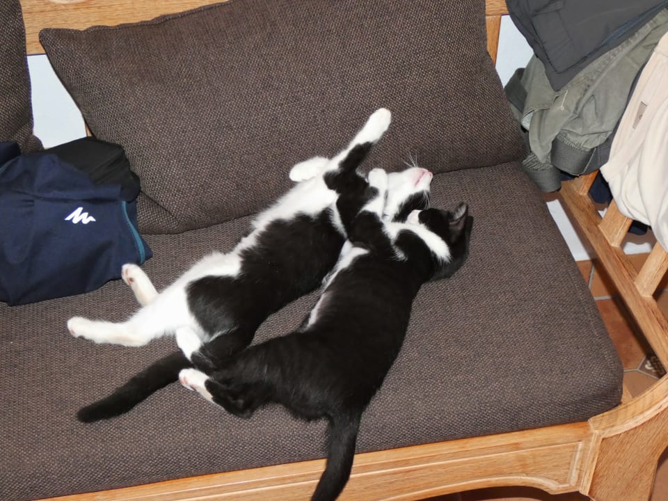 Hotelkatzen Bakour Fuerteventura La Pared