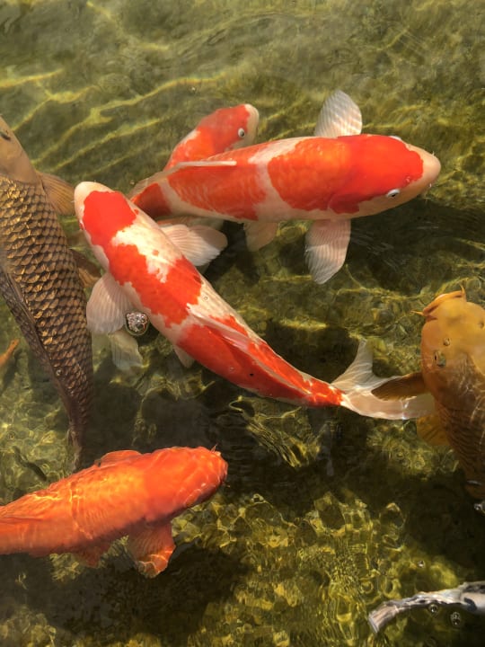 Sonstiges Hotel & Spa Larimar