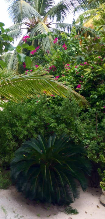 Gartenanlage Summer Island Maldives