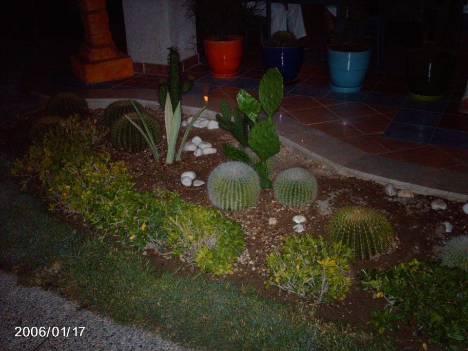 Kakteen vor dem Mex. Restaurant Voyage Belek Golf & Spa