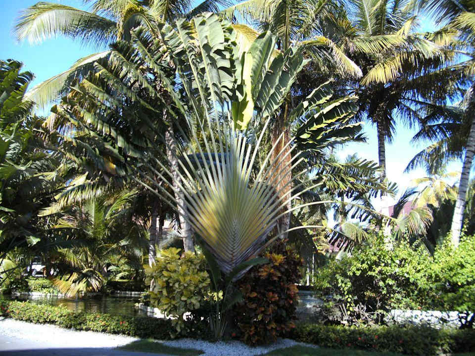 Wunderschöne Palme Hotel Grand Palladium Palace Resort, Spa & Casino