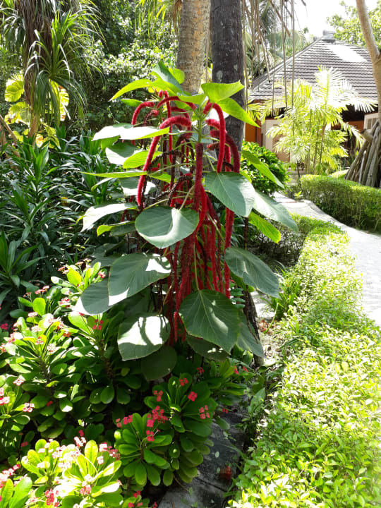 Gartenanlage Adaaran Select Meedhupparu Island Resort - Premium All Inclusive