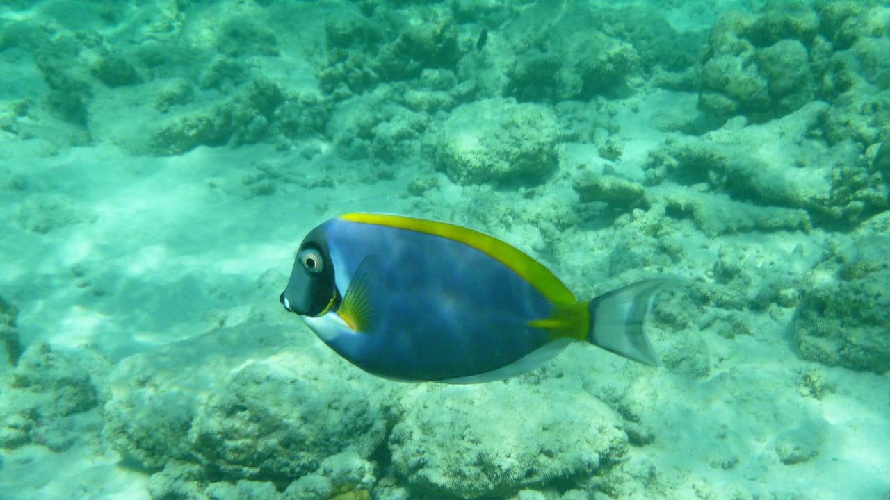 Dorie and Friends... NH Collection Maldives Reethi Resort