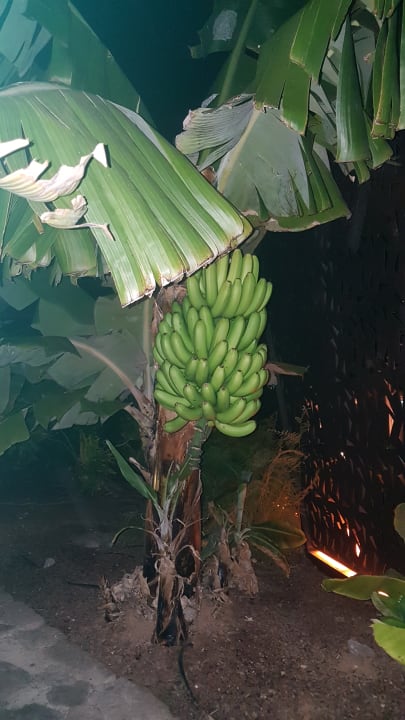 Gartenanlage Lopesan Baobab Resort