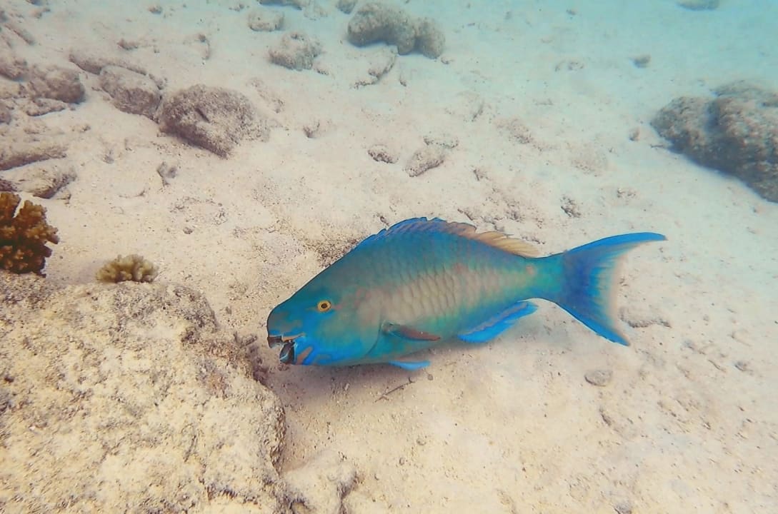 Sport & Freizeit Summer Island Maldives