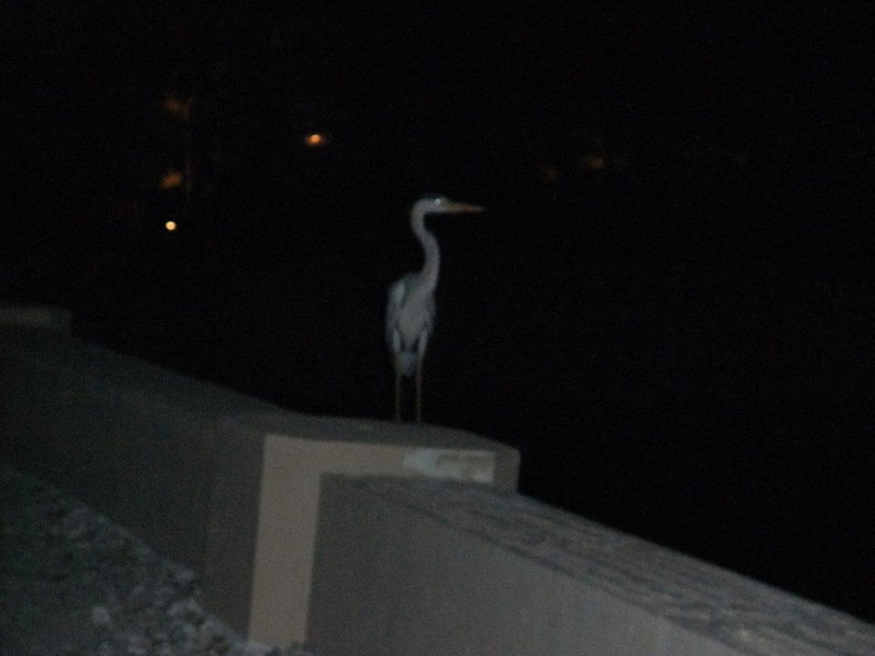 Аист Adaaran Select Hudhuran Fushi - Premium All Inclusive