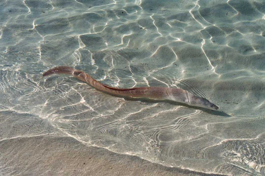 Muräne NH Collection Maldives Reethi Resort