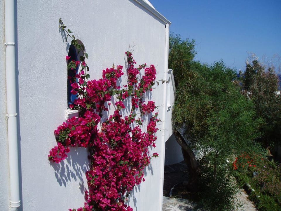 Wunderbarer Blumenschmuck Mediterranean Beach