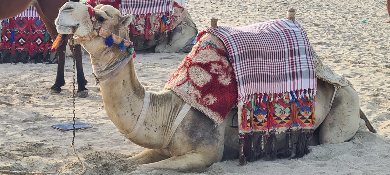 Strand Malikia Resort Abu Dabbab