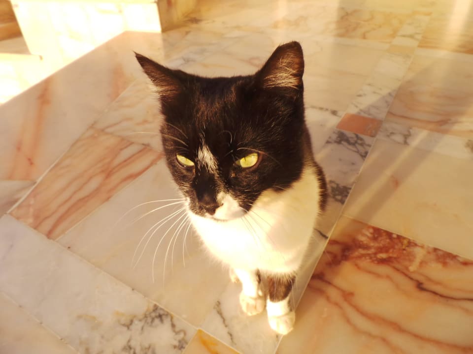 Die Lobbykatze Marhaba Royal Salem