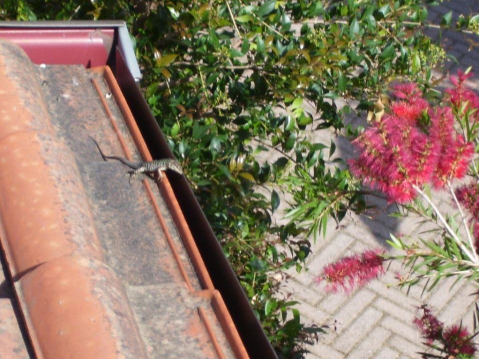 Eidechse auf dem Balkon Futura Club La Praya