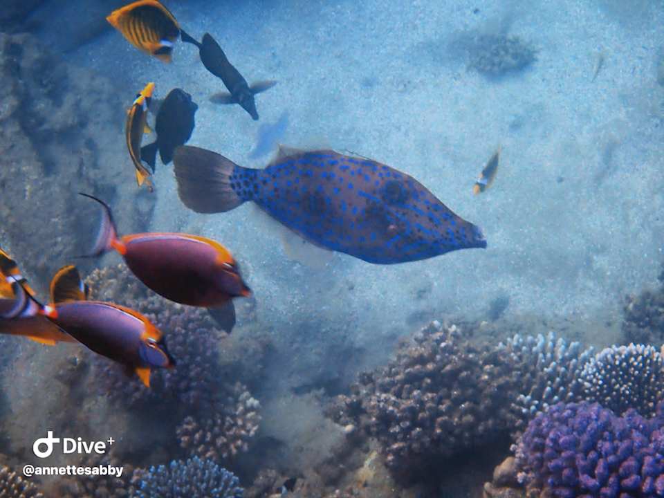 Sonstiges Three Corners Equinox Beach Resort