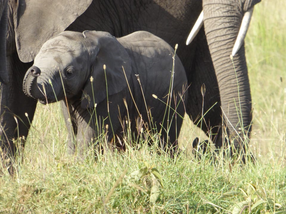 Sonstiges Royal Mara Safari Lodge