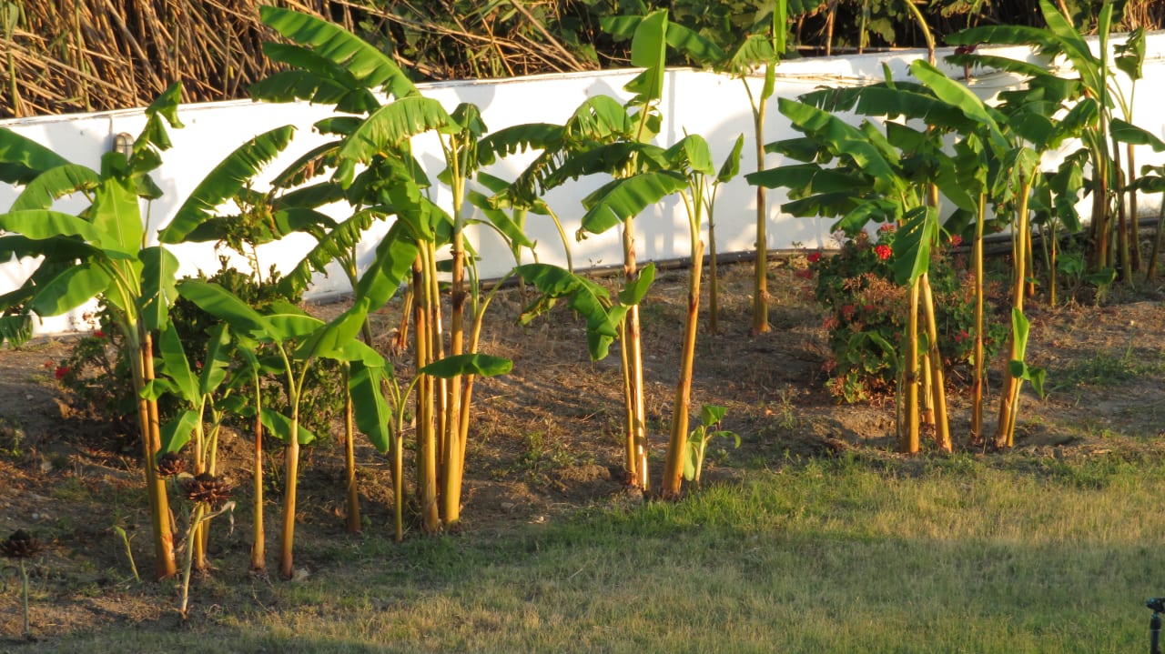 Gartenanlage Costa Angela Seaside Resort