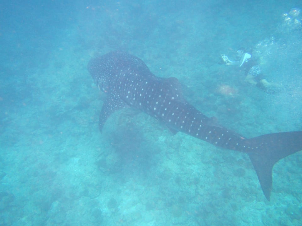 Walhai ananea Diamonds Athuruga