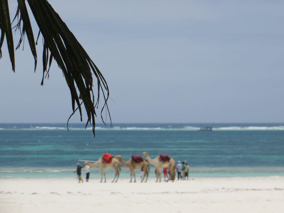Kamelreiten am Strand Baobab Beach Resort & Spa