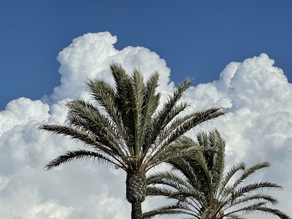 Ausblick Aparthotel Houm Plaza Son Rigo