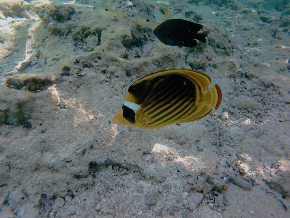 Sonstiges Lazuli Hotel Marsa Alam