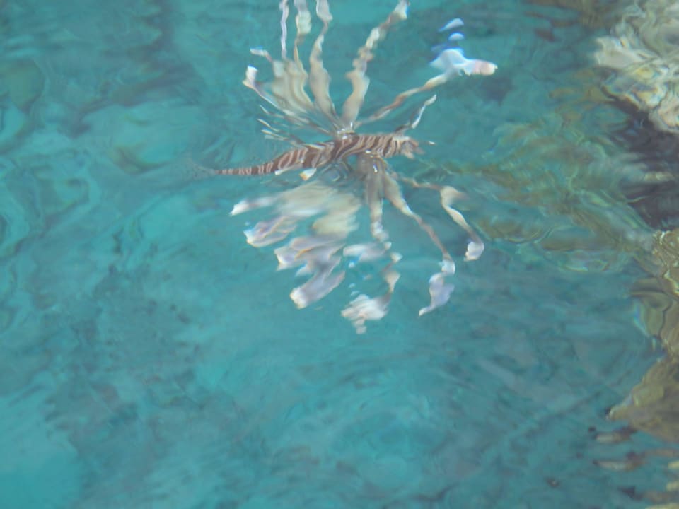 Rotfeuerfisch neben der Plattform Sharm Plaza