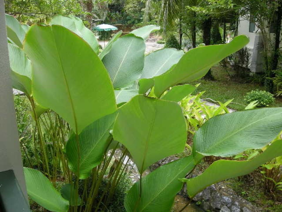 Herrliche Pflanzen. Baan Khaolak Beach Resort