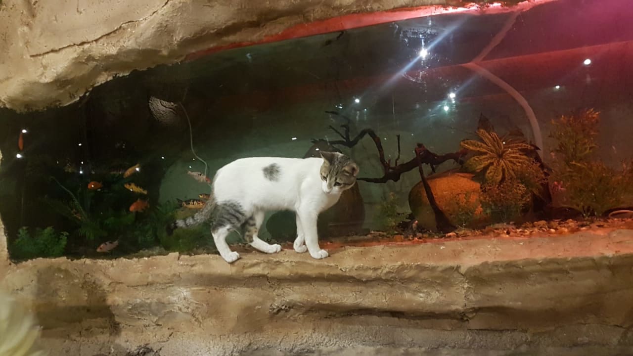 Sonstiges Hotel Caves Beach Resort (Adults Only)