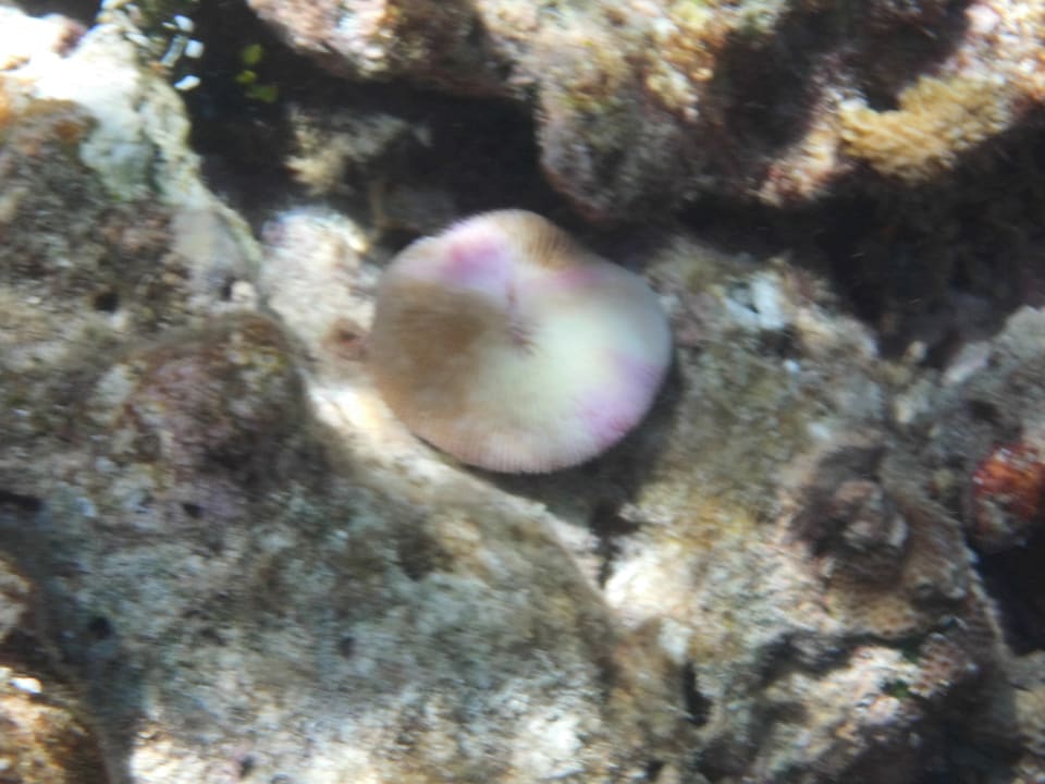 Sport & Freizeit NH Collection Maldives Reethi Resort