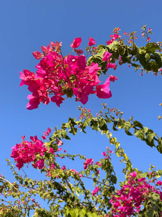 Gartenanlage Jiva Beach Resort