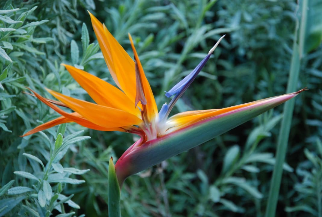 Blume im Hotelgarten Aydinbey Kings Palace & Spa