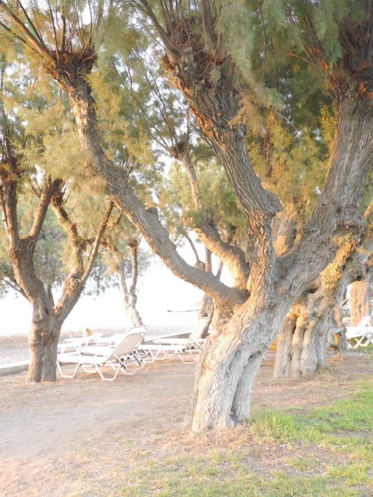 Gartenanlage TUI KIDS CLUB Alex Beach