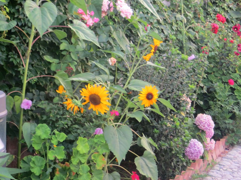 Es blüht in allen Farben Aldiana Club Rocca Nettuno Calabria