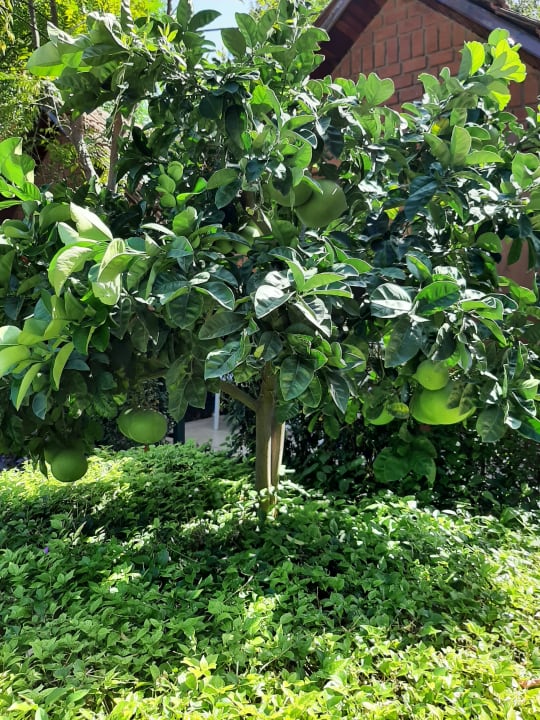 Gartenanlage Can Garden Beach