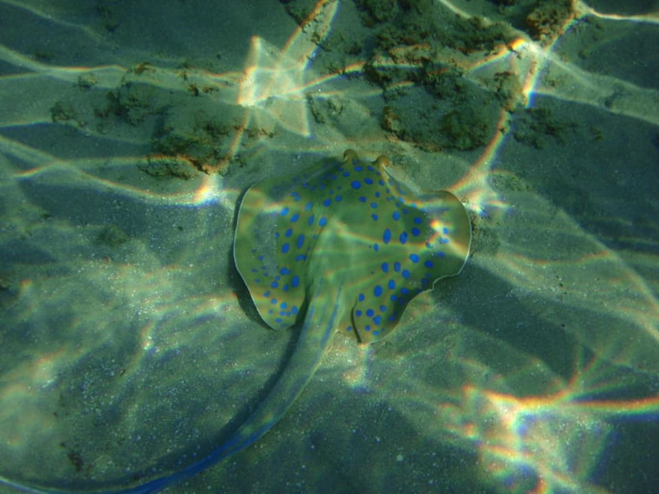 Płaszczka JAZ Aquamarine Resort