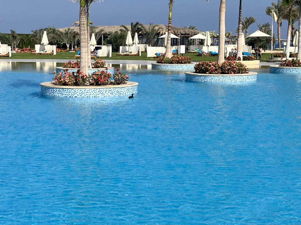 Pool Steigenberger Resort Alaya Marsa Alam - Red Sea - Adults only