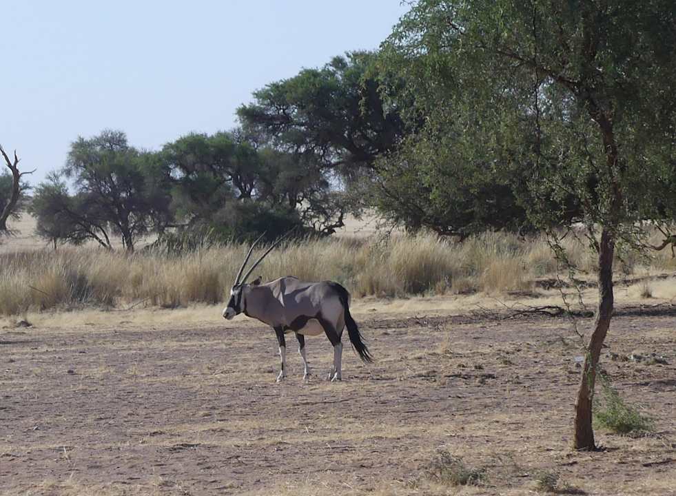 Ausblick Namib Desert Lodge