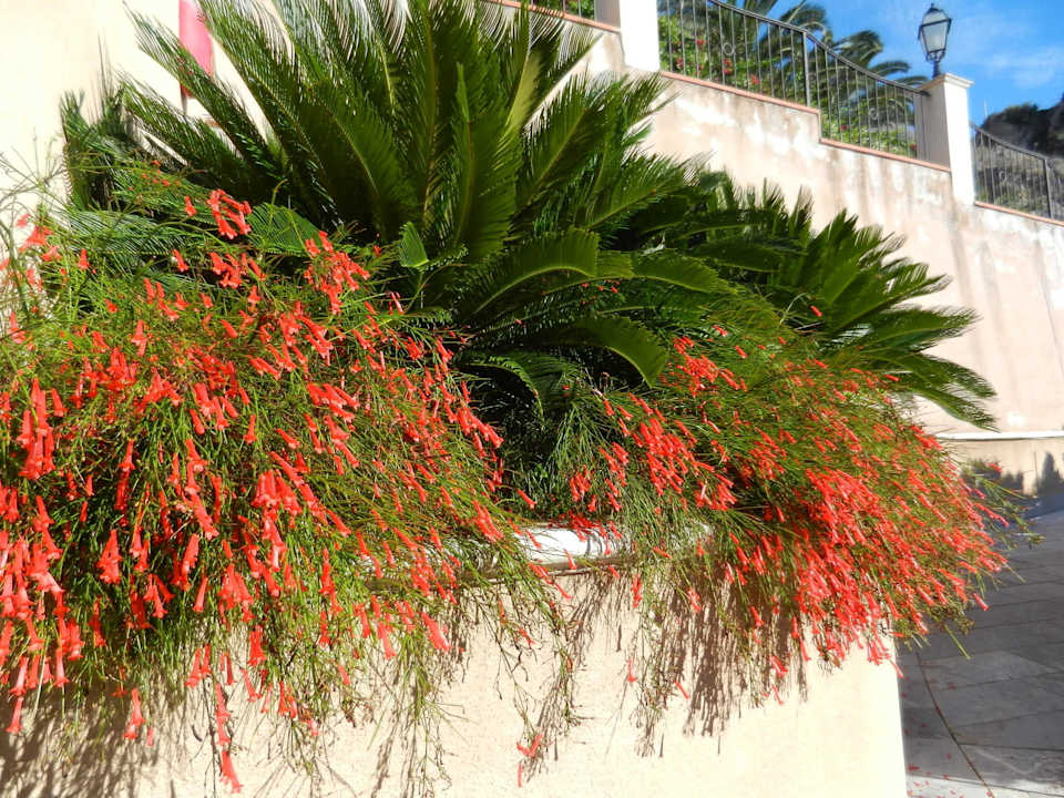 In der ganzen Anlage blüht es Capo dei Greci Taormina Coast Resort Hotel & Spa