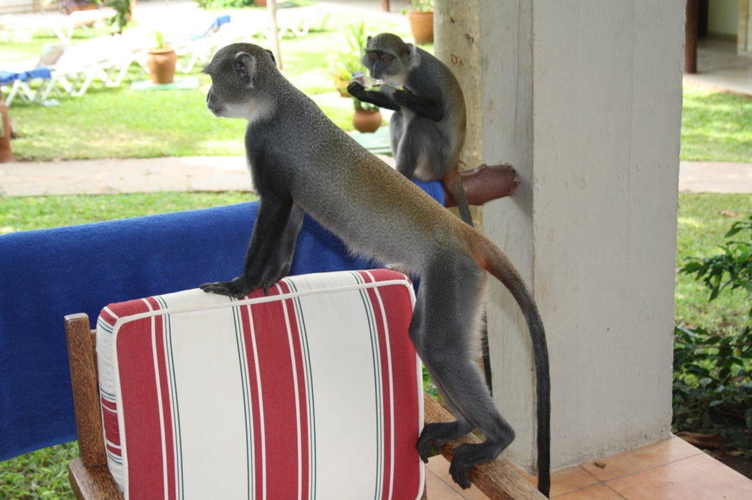 Affen (Meerkatzen) in der Anlage Baobab Beach Resort & Spa