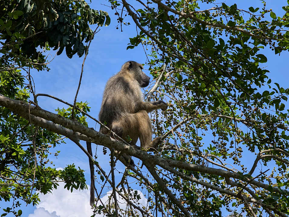 Sonstiges Neptune Paradise Beach Resort & Spa